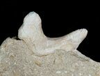 Otodus Shark Tooth Fossil In Matrix #6391-1